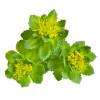 Rhodiola Rosea, Life Care®